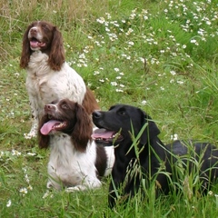 Working and Gun Dogs