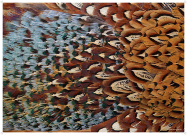 Pheasant plumage gift wrapping paper
