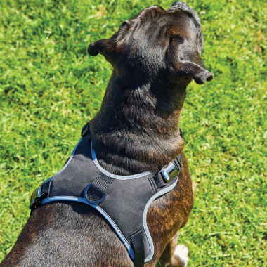 weatherbeeta elegace dog harness