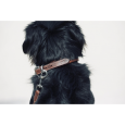 Penelope Leather dog collar